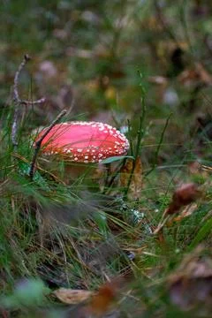 Closeup of a red and white toadstool mushroom in the forest. The mushroom has Stock Photos