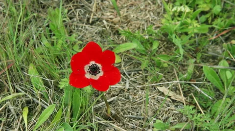 Closeup of red anemone on a wind Stock Footage 40841014