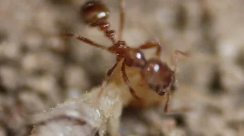 Closeup of  Red Ant Attacking a Termite Stock Footage 48672307