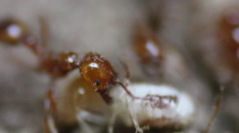 Closeup of  Red Ant Fighting White Termite Stock Footage 48673460