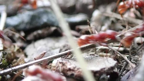 Closeup of red ant migration on a hot day of sultry heat before a thunderst.. 스톡 동영상 276864644