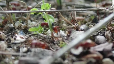 Closeup of red ant migration. Out-of-focus ant climbing up the camera lens. 스톡 동영상 276864610