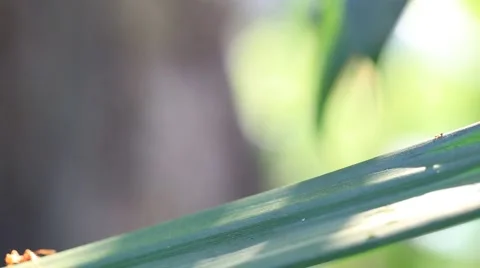Closeup red ant team walk on leaf Stock Footage 65231742
