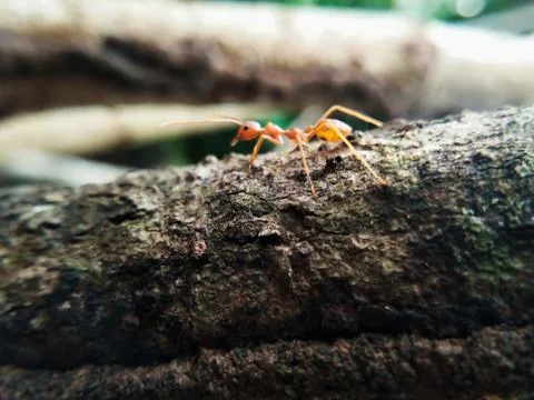 Closeup red ant walking on a tree Stock Photos