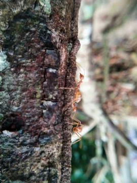 Closeup red ant walking on a tree Stock Photos