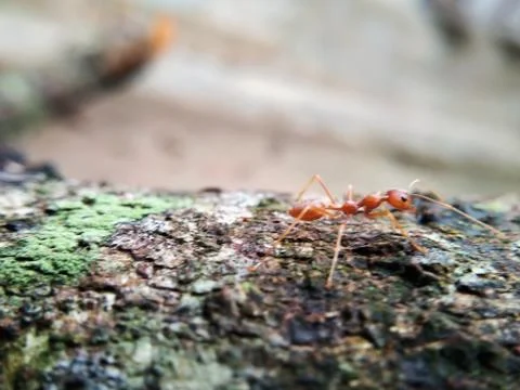 Closeup red ant walking on a tree Stock Photos