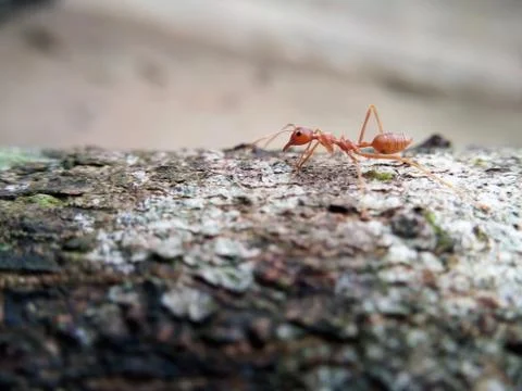 Closeup red ant walking on a tree Stock Photos