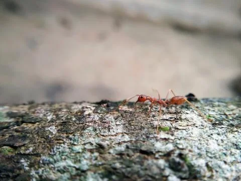 Closeup red ant walking on a tree Stock Photos