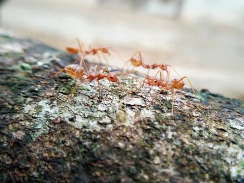 Closeup red ant walking on a tree Stock Photos