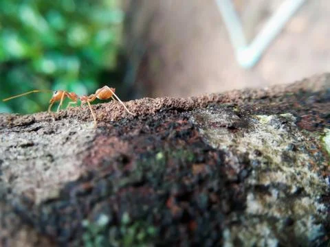 Closeup red ant walking on a tree Stock Photos
