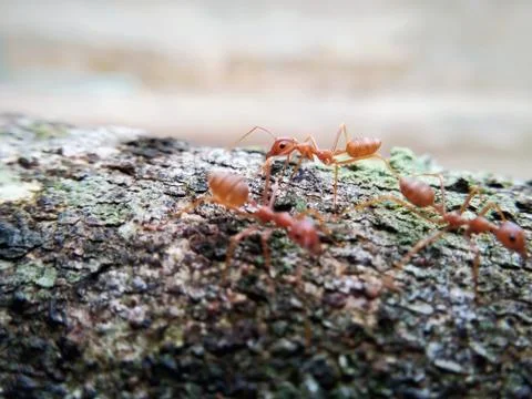 Closeup red ant walking on a tree Stock Photos