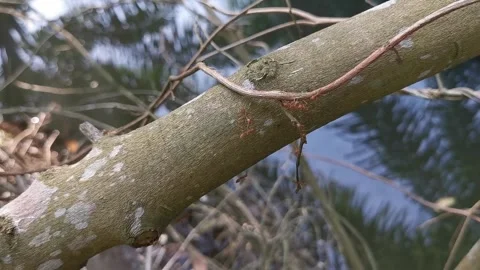 Closeup of red ants insect on tree trunk at the forest Stock Footage 292514734