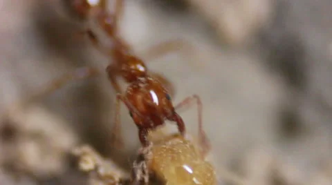 Closeup Red Ants at War Stock Footage 48672433