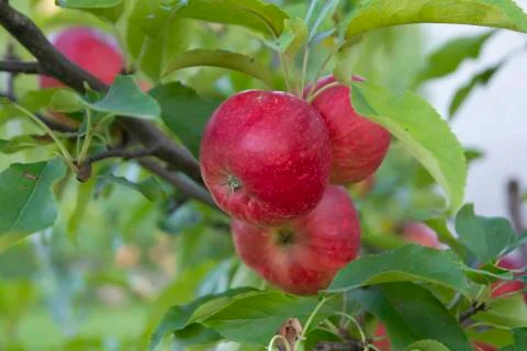 Closeup of red apples growing on tree Stock Photos