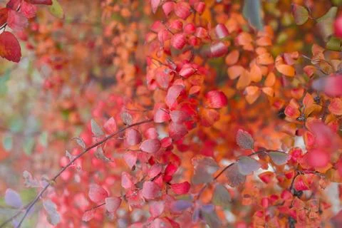 Closeup of red autumn leaf background. Stock Photos