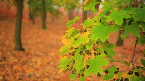 Closeup red autumn maple leaves on a tree branch Stock Footage 118701094