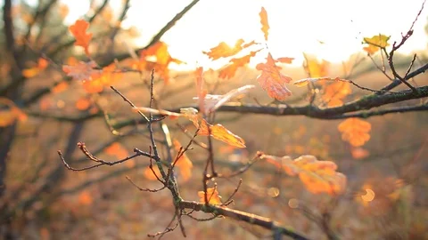 Closeup red autumn oak tree branch in a light of early morning sun Stock Footage 118704607