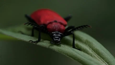Closeup of red beetle Stock Footage 136302293