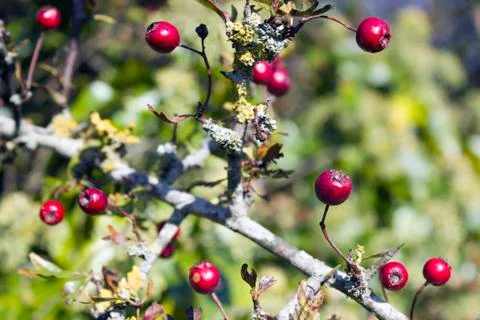 Closeup of red berries. Stock Photos