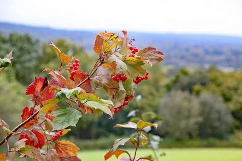 Closeup of red berries on a tree in front of a blurred background 写真素材