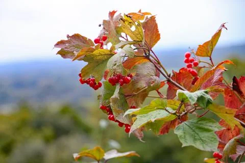 Closeup of red berries on a tree in front of a blurred background Stock-Fotos