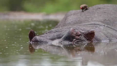Closeup of a red-billed oxpecker picking on a hippo's back for parasites. Vidéo 334170218