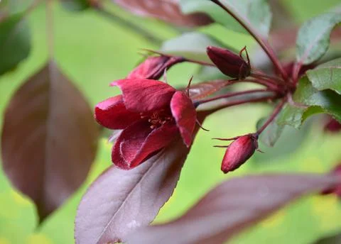 Closeup of red blossoms of an apple tree Stock Photos