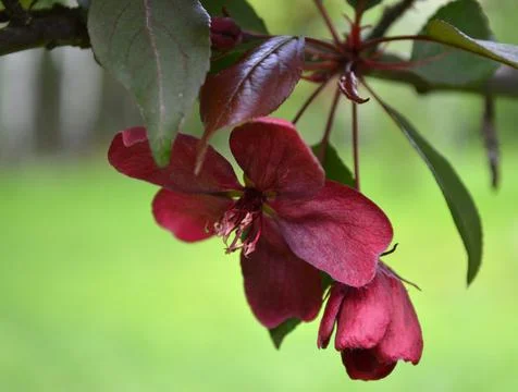 Closeup of red blossoms of an apple tree Stock Photos