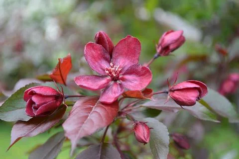 Closeup of red blossoms of an apple tree Foto stock