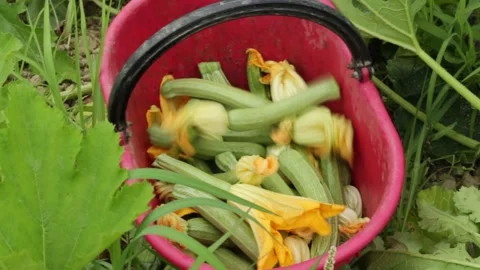 Closeup of red bucket / container filled with zucchinis / courgettes 스톡 동영상 158836195