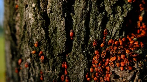 A closeup of a red bugs on tree bark on sunlights. Stock Footage 201256374