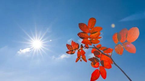 Closeup red bush tree in light of sparkle sun Vídeo Stock 336305031