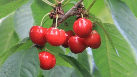 Closeup red cherries on tree Stock Footage