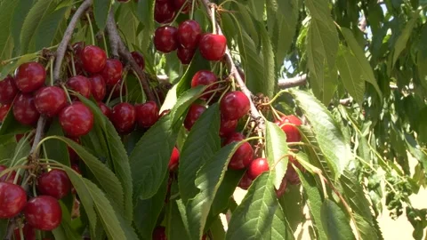 Closeup red cherry berries growing on cherry tree Stock Footage 150607311