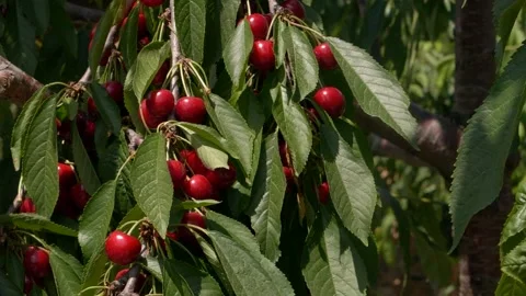 Closeup red cherry berries growing on cherry tree Vídeo Stock 150919635