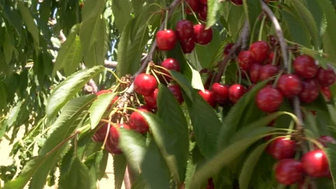 Closeup red cherry berries growing on cherry tree 스톡 동영상 151368478