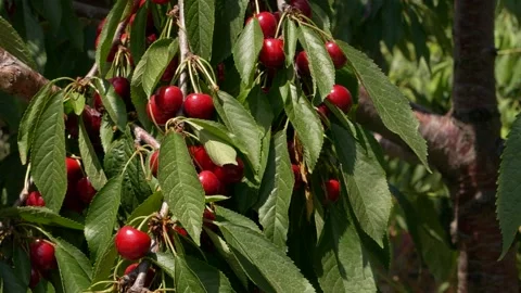 Closeup red cherry berries growing on cherry tree Stock Footage 151941047