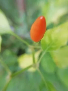 Closeup of a red chilli blur background Foto stock