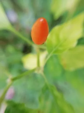 Closeup of a red chilli blur background Stock Photos