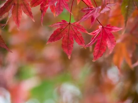 Closeup of red color maple leaf Stock Photos