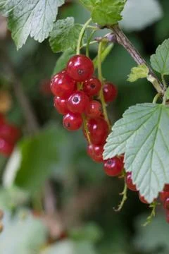 Closeup of red currant berries (Ribes rubrum) on a bush Stock Photos
