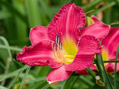 Closeup of Red Daylily Stockfoto's