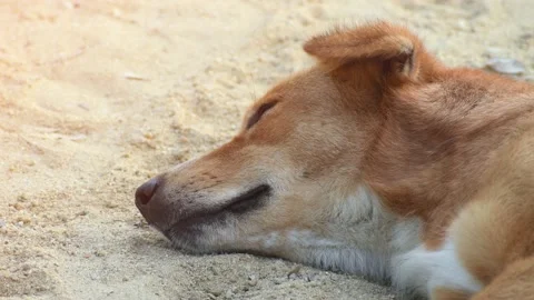 Closeup red dog was sleeping happily on the sand on the beach background 4k Stock Footage 144937247