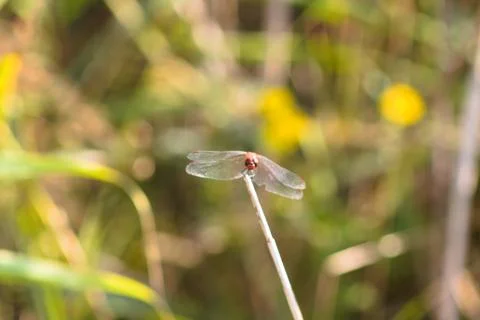 Closeup of red dragonfly frontal view with selective focus on foreground Foto stock