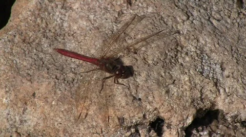 Closeup of a red dragonfly (Odonata: Libellulidae: Sympetrum sp.) sitting on a s Stock Footage