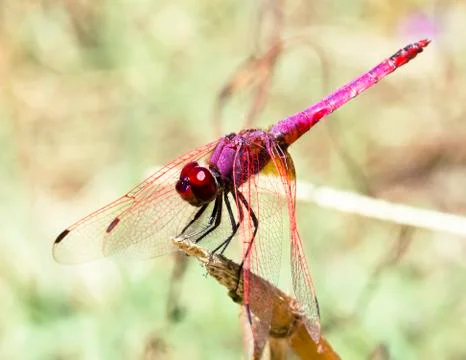 A closeup of a red dragonfly Stock Photos