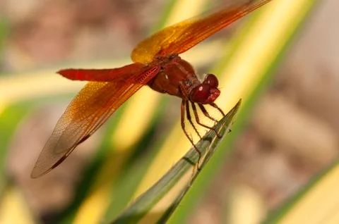 Closeup of red dragonfly Foto stock