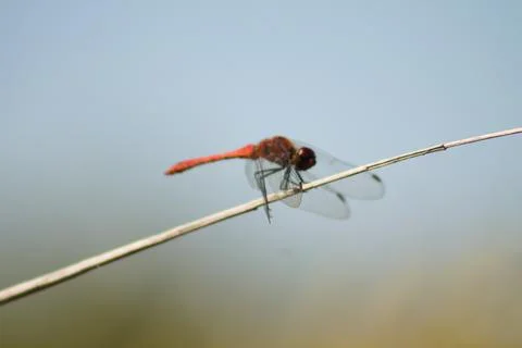 Closeup of red dragonfly side view with selective focus on foreground and blu Stock Photos