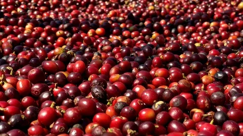 Closeup Red Dried coffee beans Background Video stock 124115400