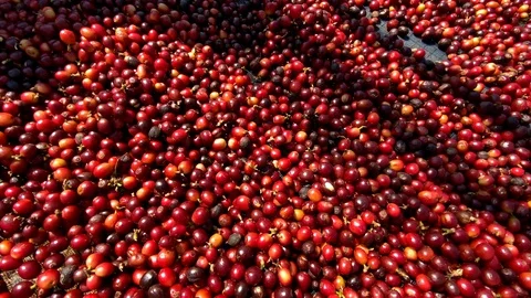 Closeup Red dried coffee beans Background Stock Footage 124115443